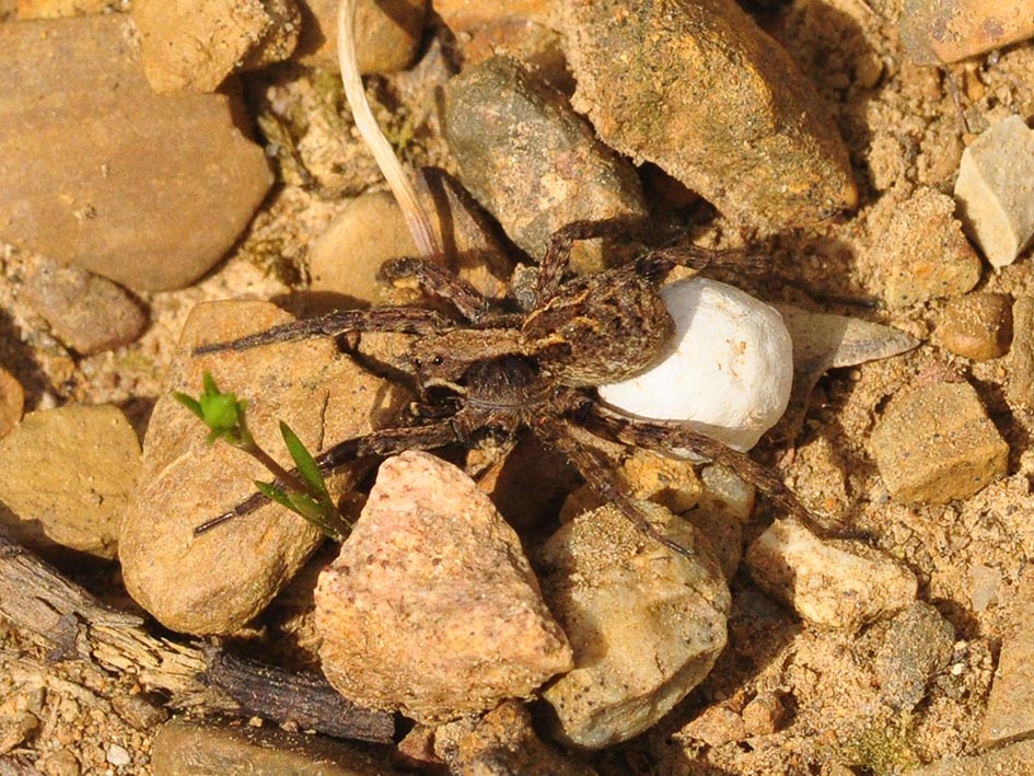 Alopecosa accentuata - Maremma